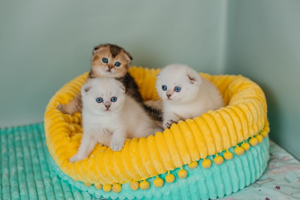Шотландские котята