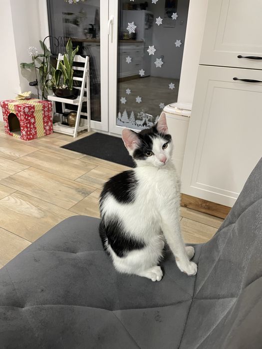 Kot Kapsel szuka nowego domu