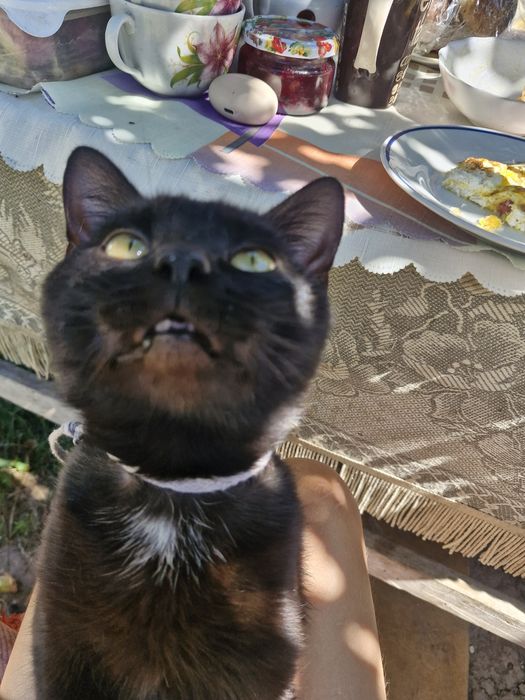 Добрий день Продам унікального кота