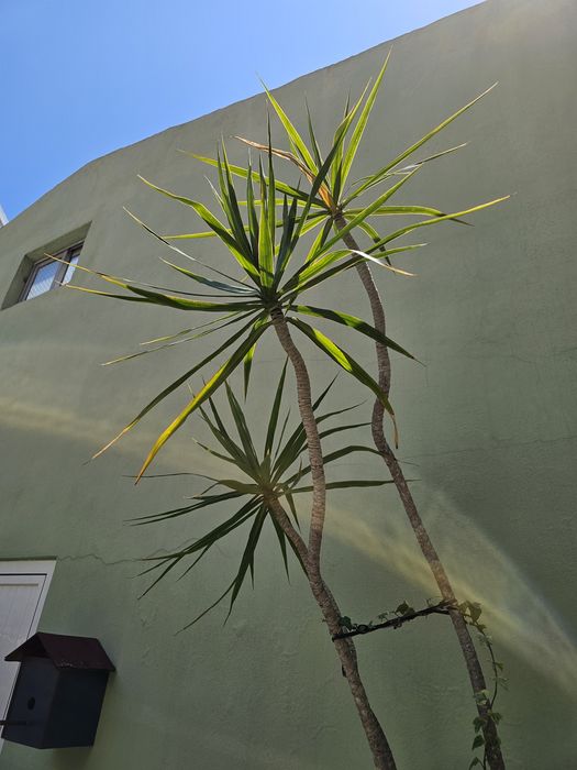 Dracaena marginata (planta natural)