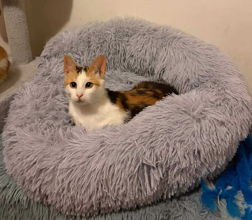 Piękna tricolorka do adopcji