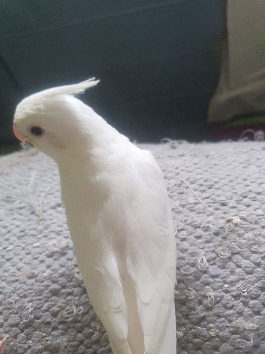 Caturras domesticadas só disponível  a branco