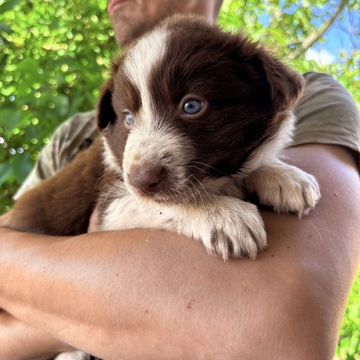 Border Collie piesek