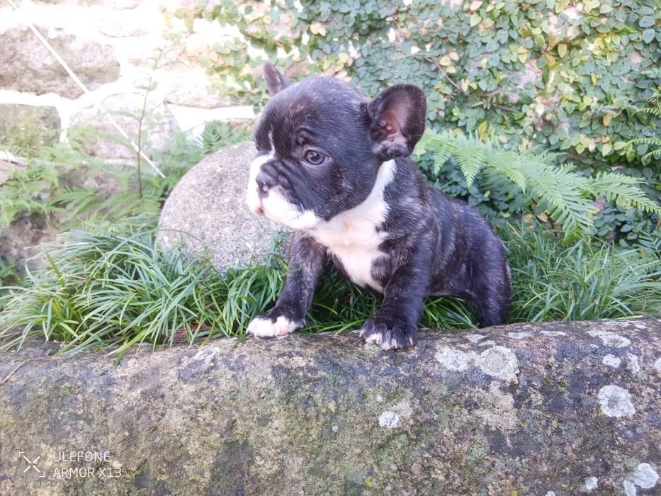 Bulldog  Francês