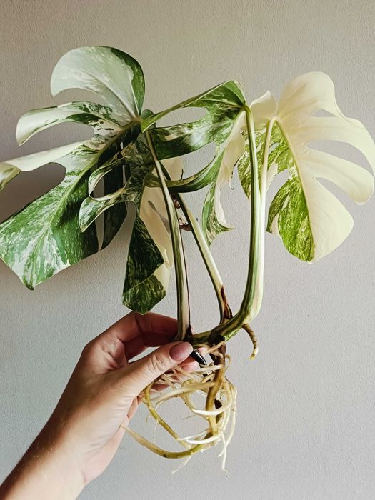 Monstera variegata - sadzonka