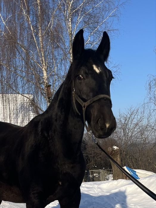 Ogier śląski Largo