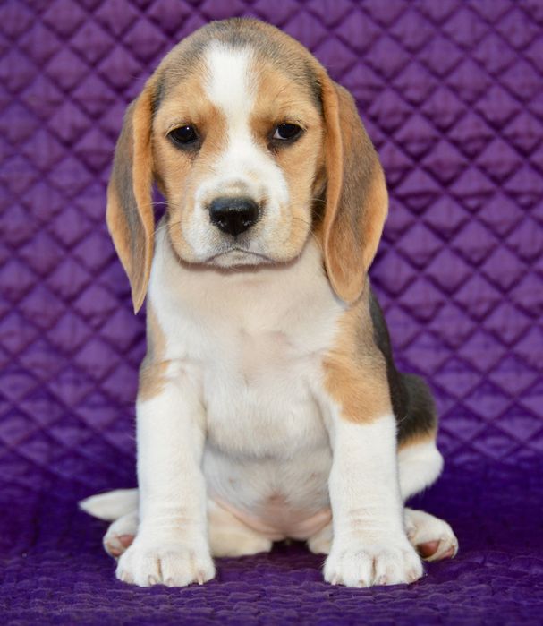 Бігль, цуценята хлопчики й дівчата