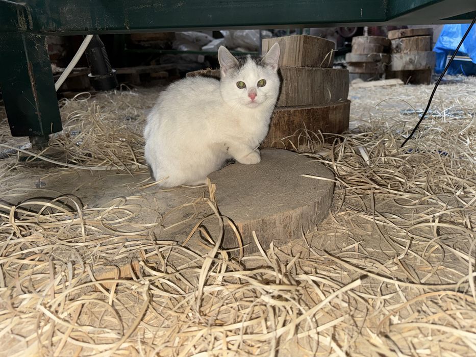 Кошеня, котик безкоштовно, 4 місяця