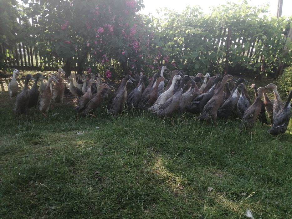 Gęsi Kołudzkie Landes Kubańskie Garbonose Podkarpack