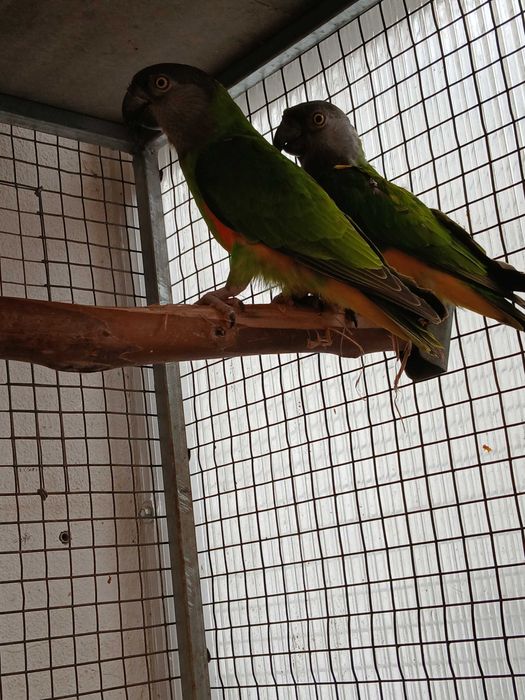 casal de papagaios do senegal 2020