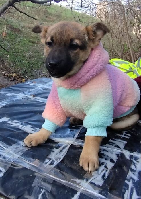 Отдам даром в добрые руки щенков