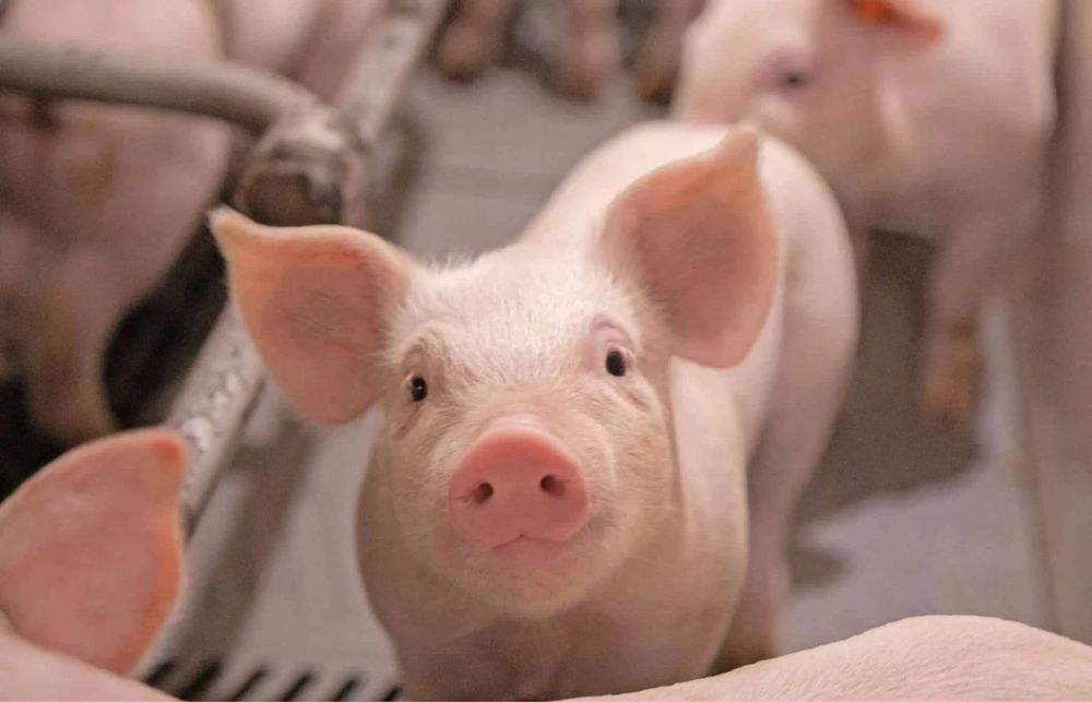 Свині ( маленькі вагою від 10 до 25 кг)