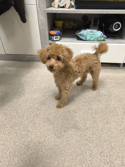 Міні той пудель хлопчик вязка