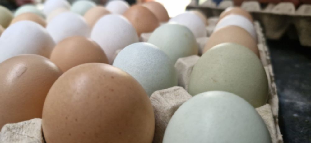 Ovos Gourmet de galinhas criadas ao ar livre Biológicas