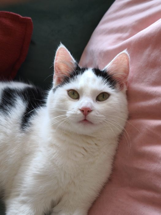 Oddam kota, miła spokojna, korzysta z kuwety