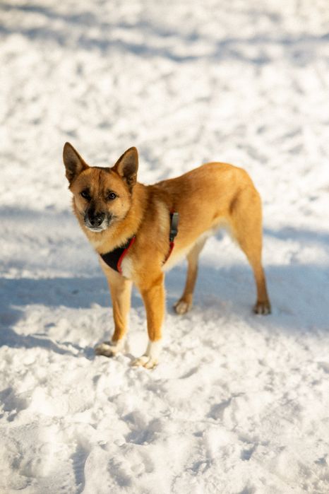 Рудий песик Джинджер шукає дім