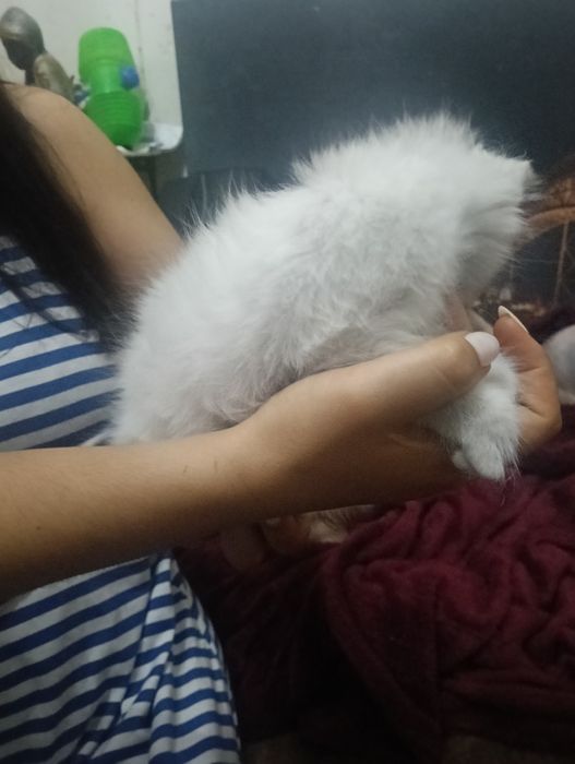 dois gatos olho de cada cor