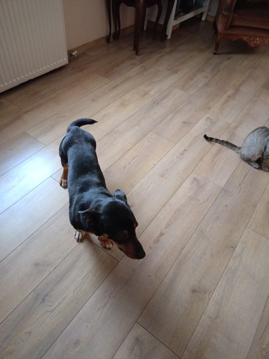 Murzynek szuka domu.