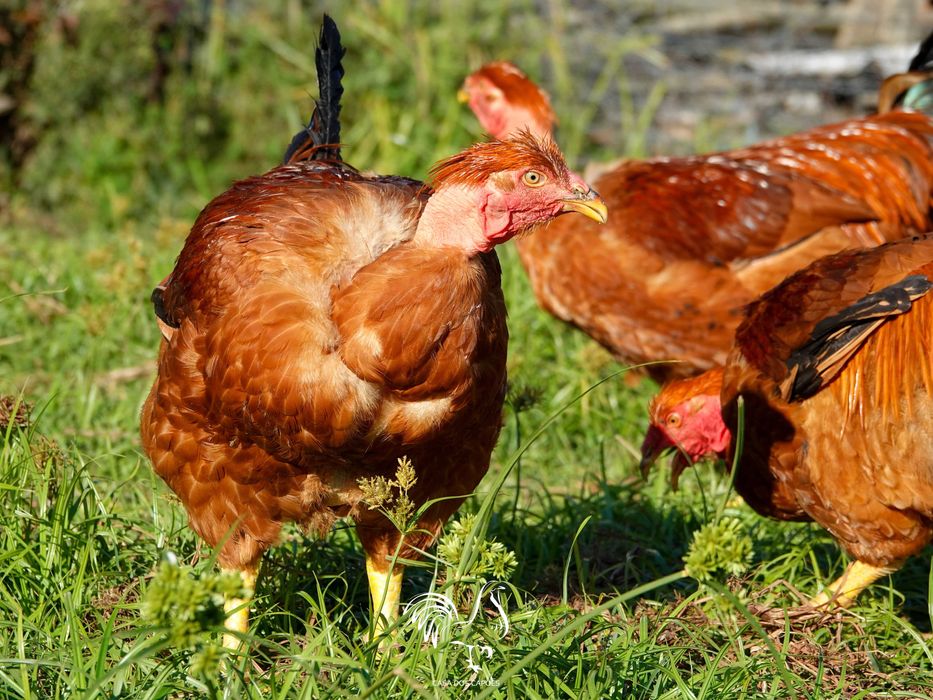 GALOS CAPÕES 100% BIOLÓGICOS (Galos castrados de forma artesanal)