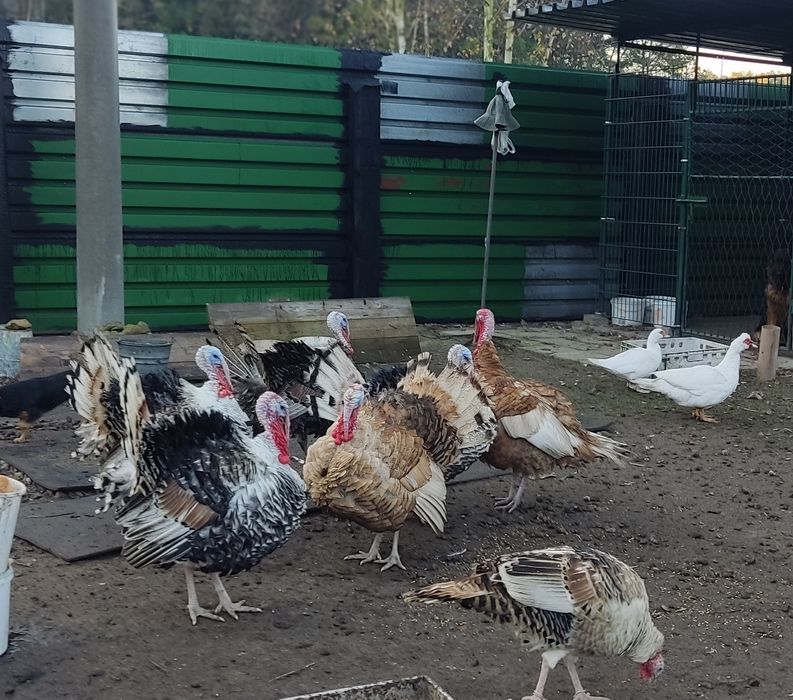 Indory  staropolskie młode !