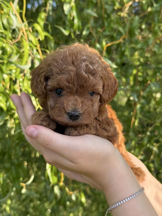 Chłopczyk Maltipoo F1B