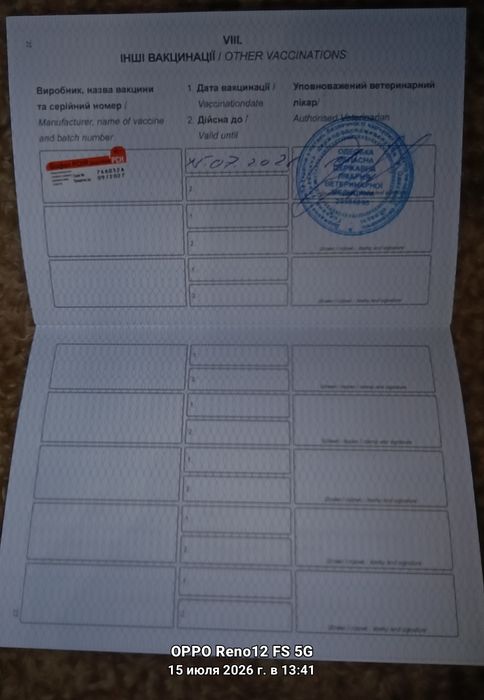 Продам недорого маленькіх Мейкунчиков  у Мами есть все привівки також загранпаспорт
