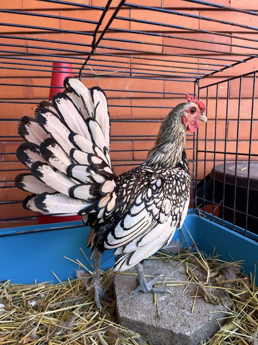 Vendo macho de sebright