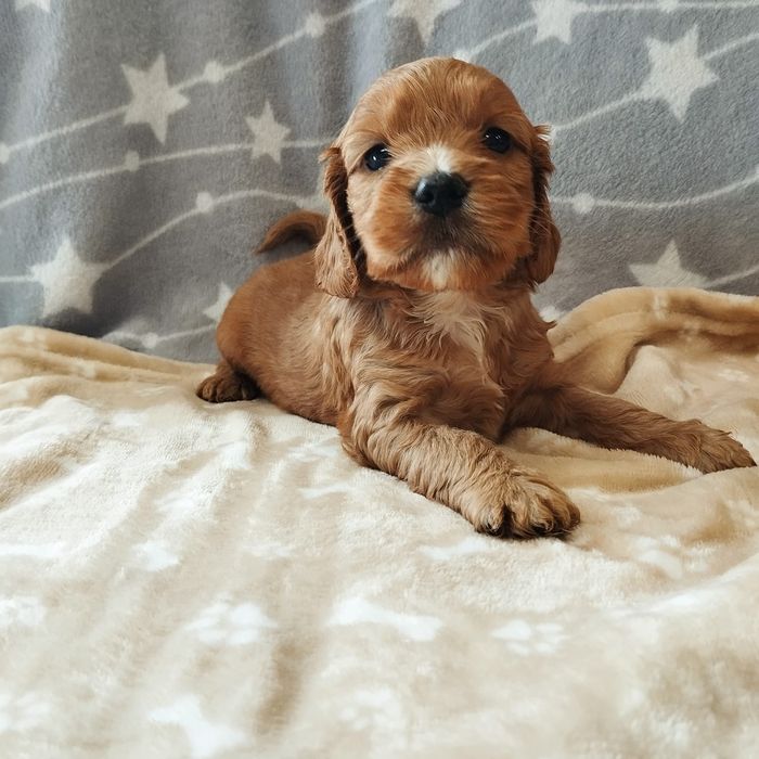 Cockapoo pieski szczeniaczki