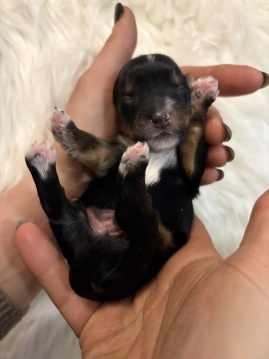 Do Rezerwacji Panda Yorkshire Terier Biewer