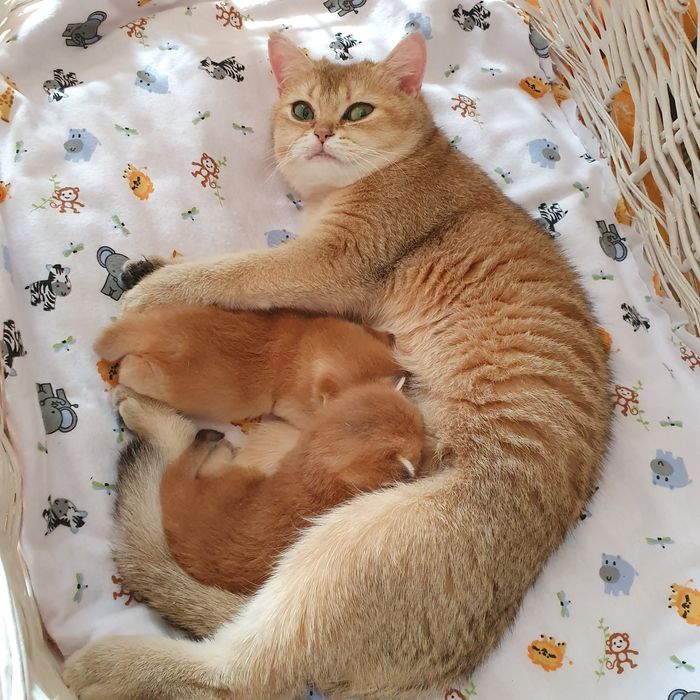 Кошечка британка ny12 клубная золотая шиншилла. Котята Киев