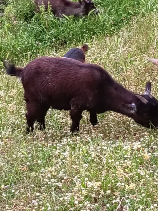 Vendo Cabras anãs