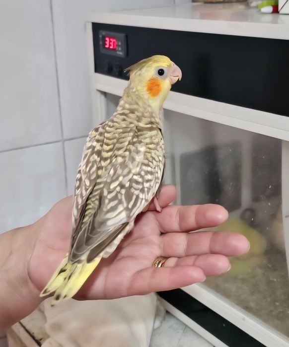 Caturras 100% domesticadas