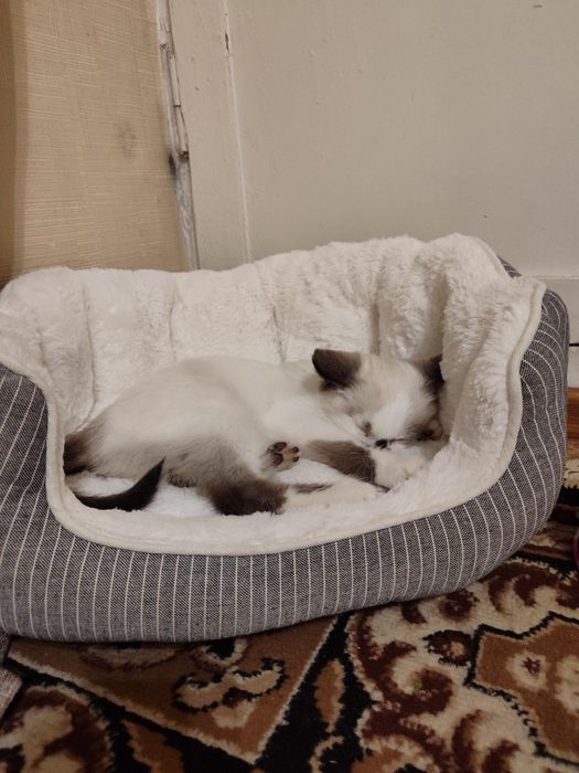 Віддамо безкоштовно котика в добрі руки