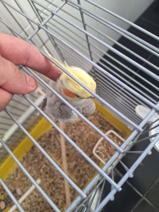 Caturras procuram novo lar