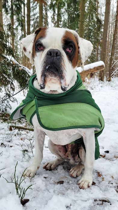 Przyjazny  pies w typie boksera szuka domu / do adopcji