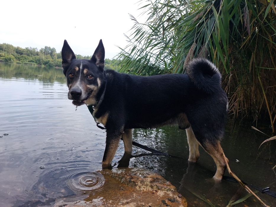 Kto pokocha dorosłego psa? Uroczy mix łajka szuka domu