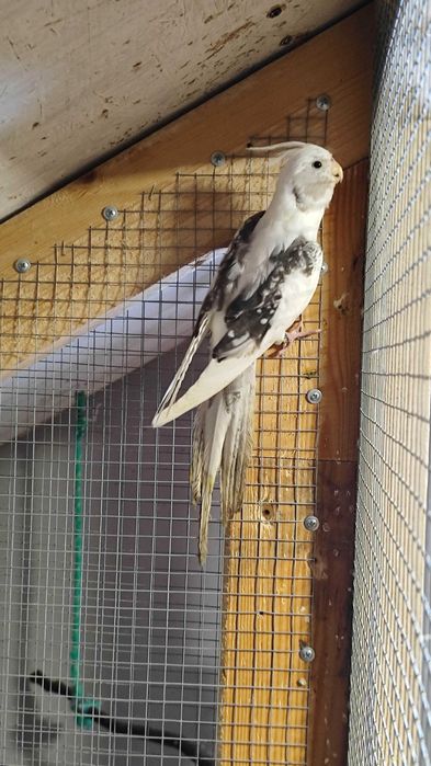 Młode nimfy białogłowe i albino