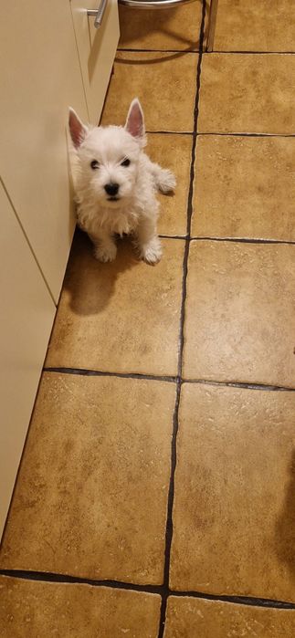 West Highland White Terrier ZKwP/FCI samiec, gotowy do odbioru