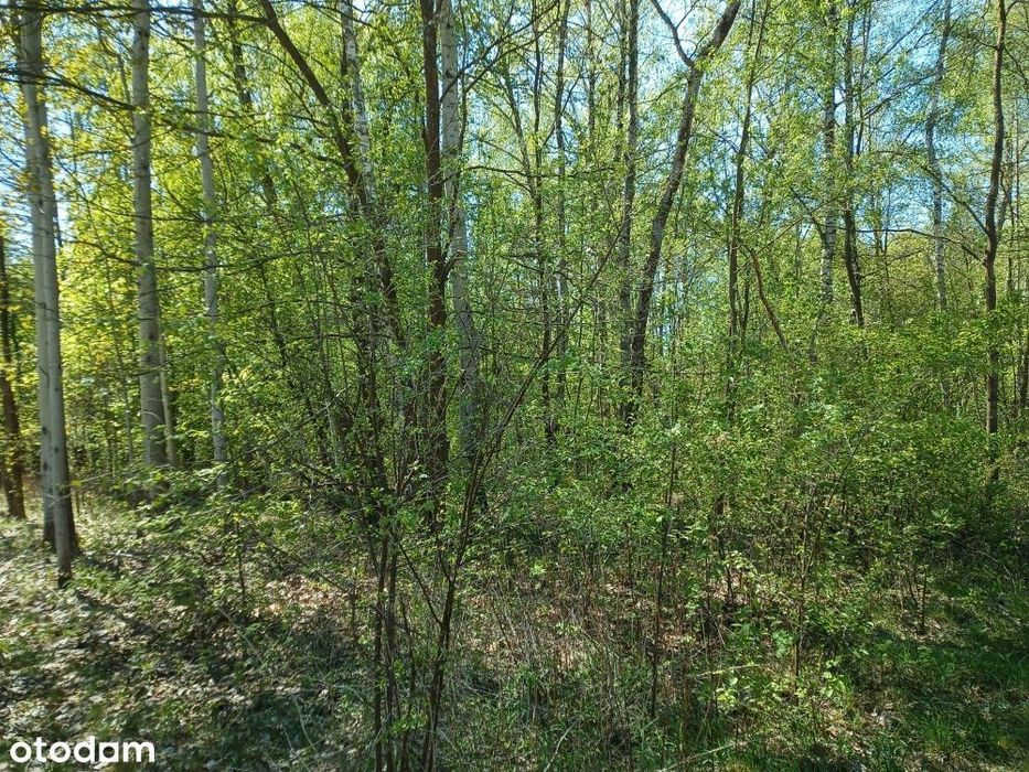 Działka budowlana 2300 m² | Grabina (gmina Chynów) | Bezpośrednio - Widok 6