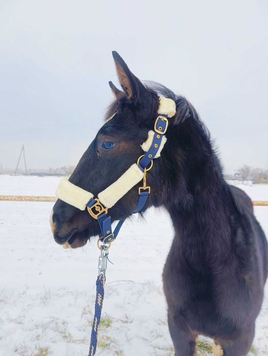 roczna klacz - księga główna