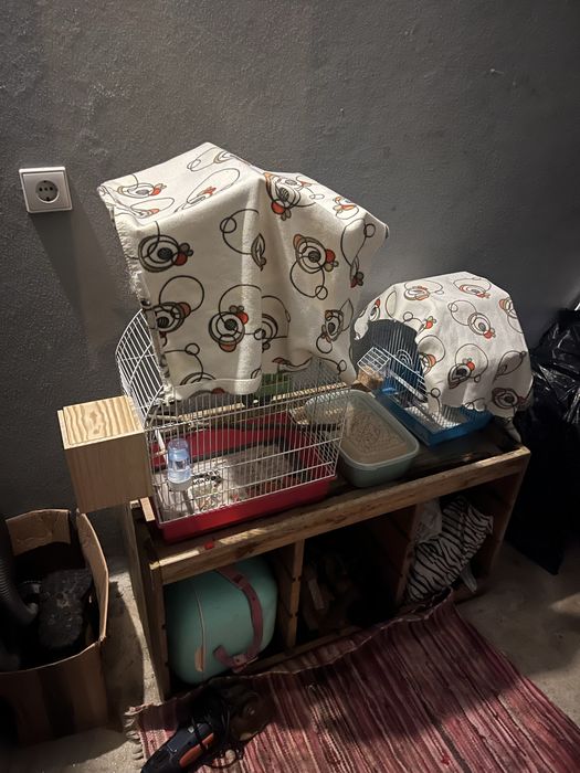 Piriquitos australianos