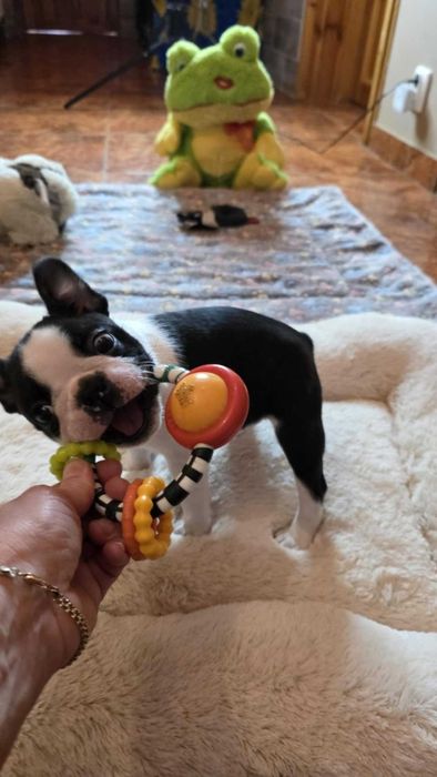 Boston terrier  zapowiedź miotu