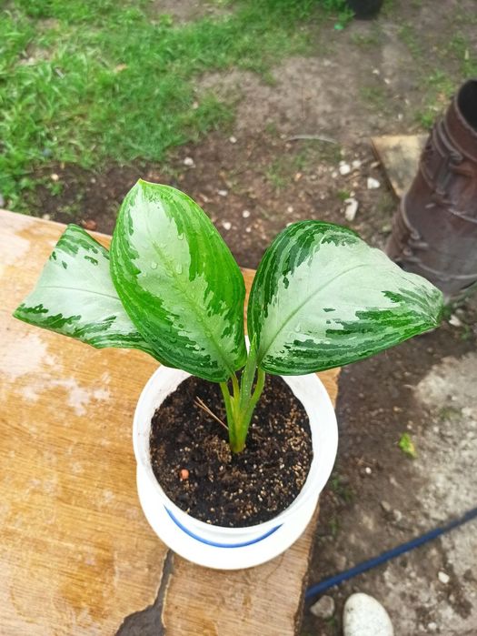 Продам аглонему .