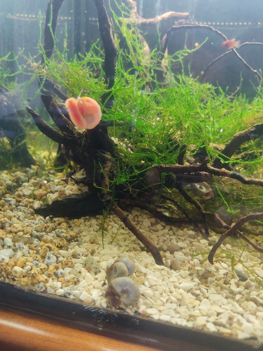 Caracóis Planorbis