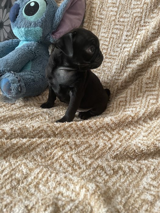 Mops czarny samczyk