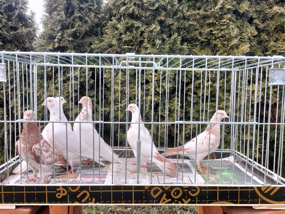 Budapeszty Samce Samice