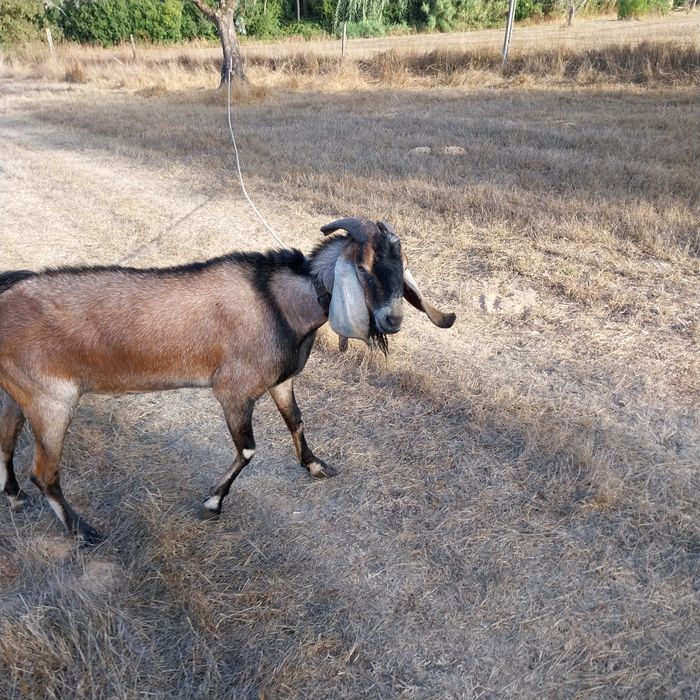 Vendo chibo anglonubiano puro