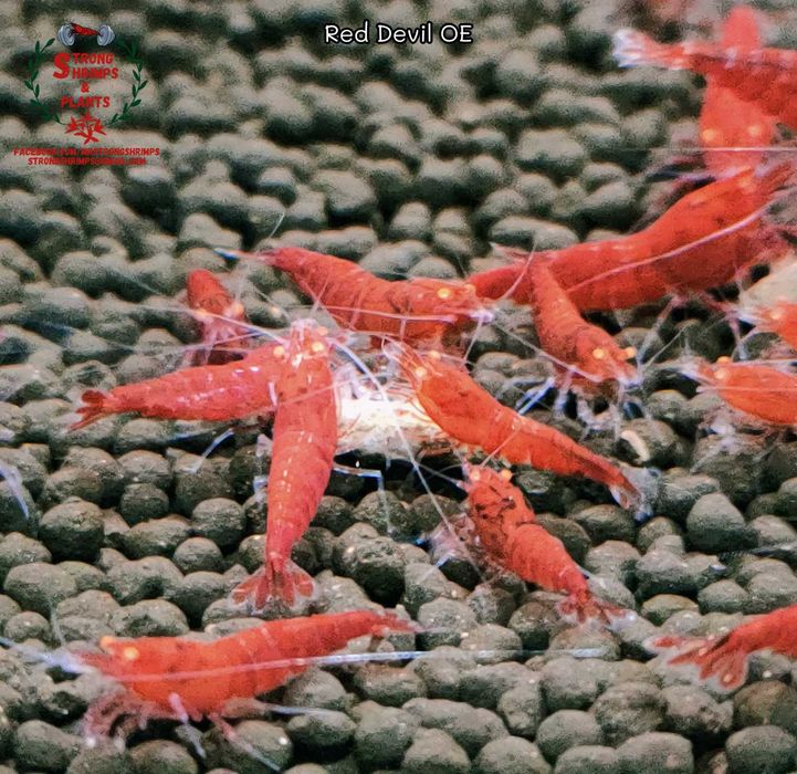 Krewetki Caridina Red Devil OE Orange Eyes ZAMIANA GRATIS PROMOCJA