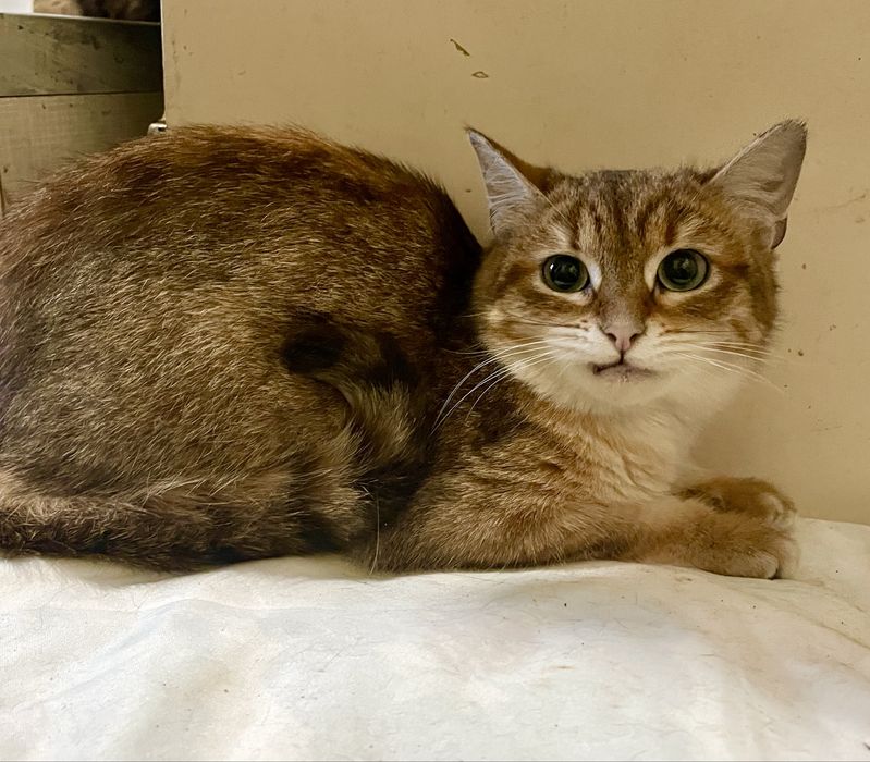 Котенок девочка маленькая полосатая рыжая кошеня дівчинка смугаста