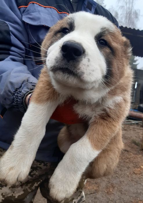 Щенки Среднеазиатской овчарки Алабай